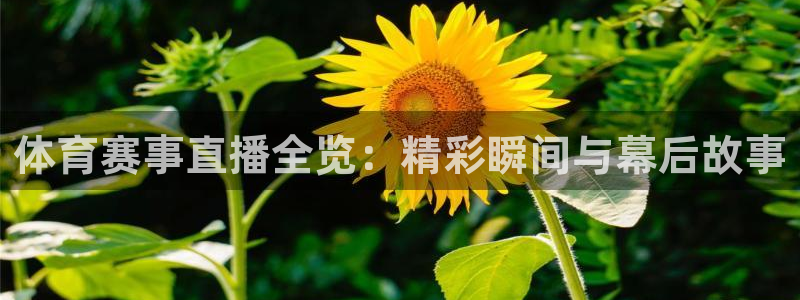 蜘蛛体育nba直播入口：体育赛事直播全览：精彩瞬间与幕后故事